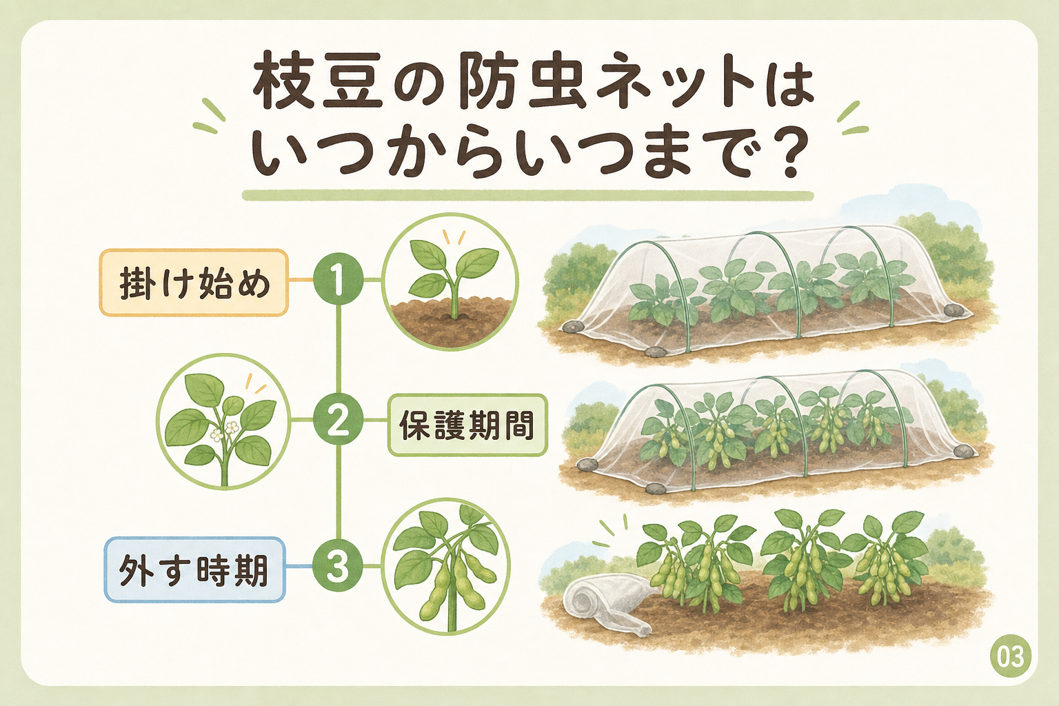 枝豆の防虫ネットはいつからいつまで？
